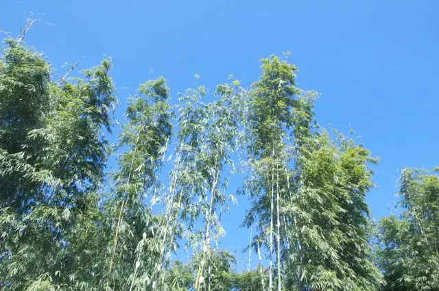 bamboo aganist blue sky