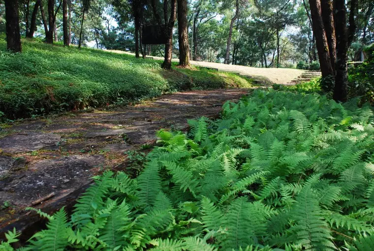 ferns-adorning-a-footpath-at-nehru-park-near-umium-lake